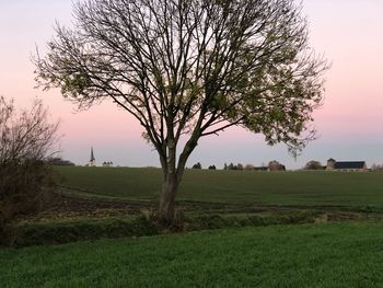 Tree on field against sky