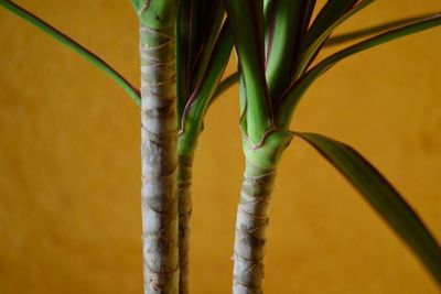 Close-up of bamboo plant