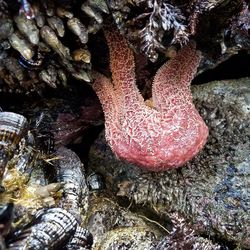 Close-up of starfish in sea