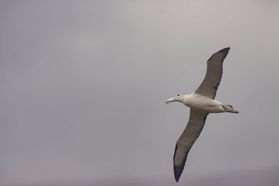 Low angle view of seagull flying