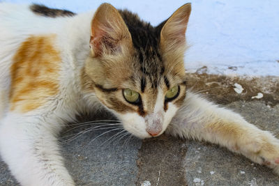 Close-up portrait of a cat