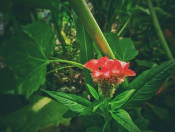 Close-up of red flower