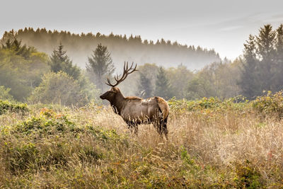 Stag standing on field in forest
