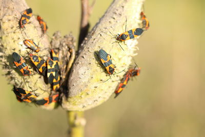 Close up of a cluster of milkweed bugs on a pair of milkweed pods