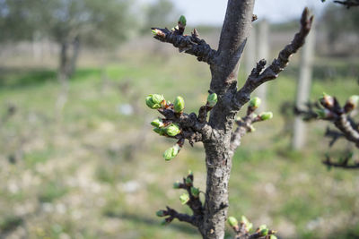 Closeup of a plum tree with buds in early spring