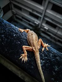 High angle view of lizard on wood