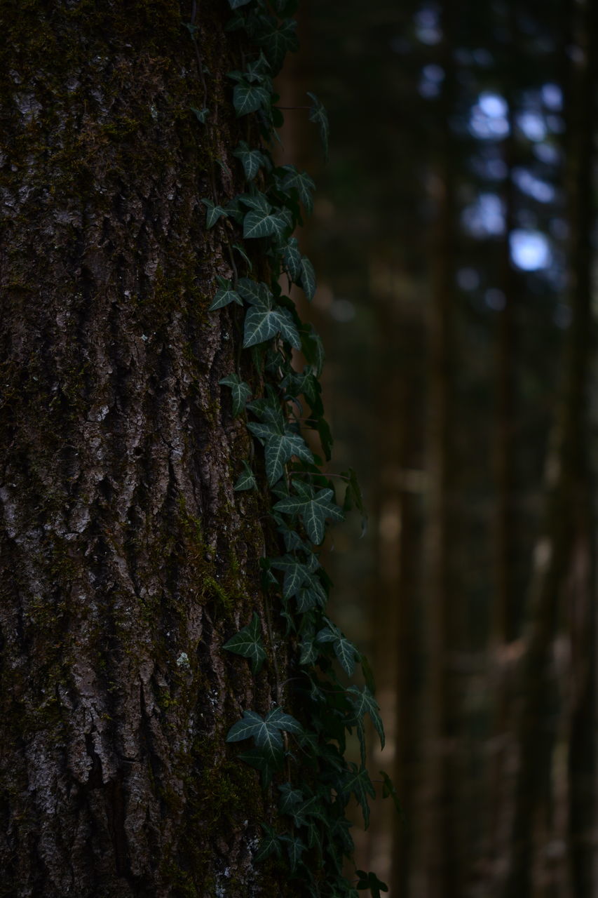 CLOSE-UP OF MOSS ON TREE TRUNK