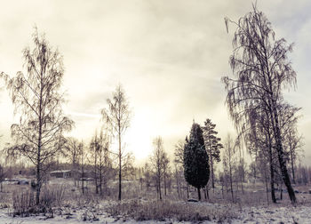 Bare trees on snow covered landscape