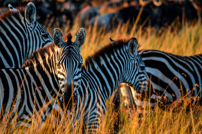 View of zebras in field