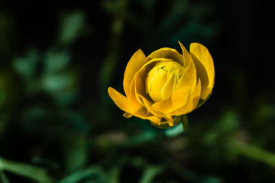 Close-up of yellow rose