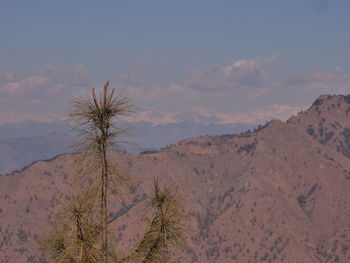 Scenic view of tree against sky