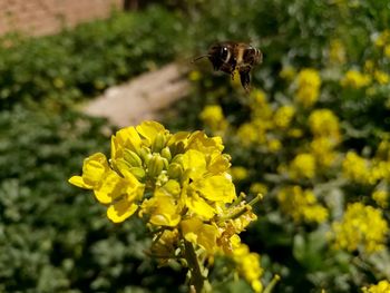 Close-up of insect on yellow flower