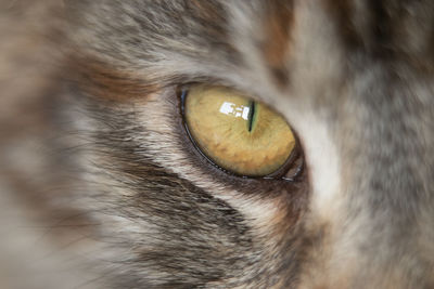 Close-up portrait of a cat