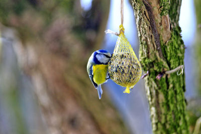 Close-up of bird perching on tree