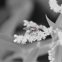 Close-up of insect on flowers