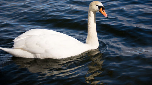 Close-up of swan swimming on lake