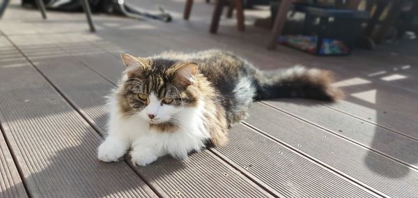 High angle view of cat resting on floor