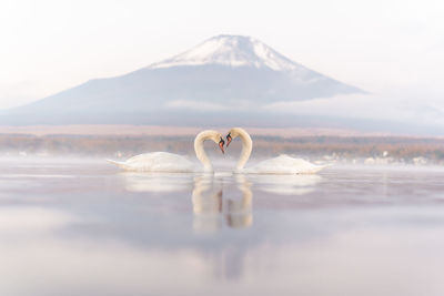 Swans swimming in lake against mountain during foggy weather