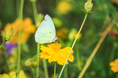 Close-up of green butterfly drinking nectar from yellow flower