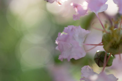 Close-up of flowers