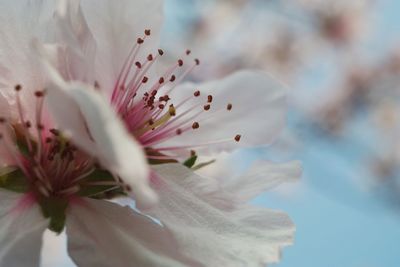 Close-up of fresh flower