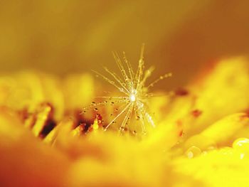 Close-up of yellow flowering plant