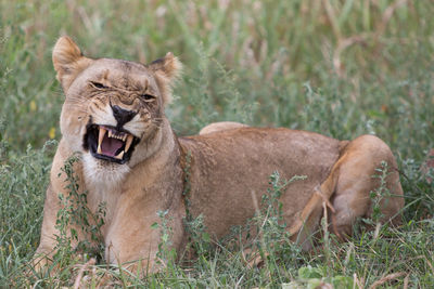 Close-up of lioness snarling whilst lying on grass
