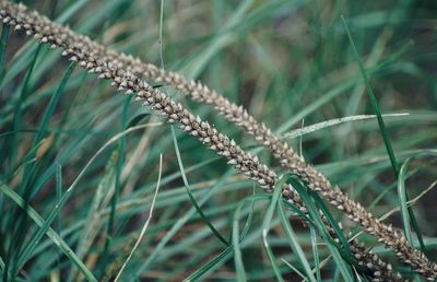 Close-up of dry plant on field