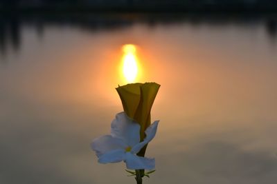 Close-up of rose flower against sky during sunset