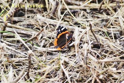 High angle view of insect on field