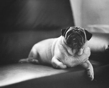 Close-up of pug resting on sofa at home