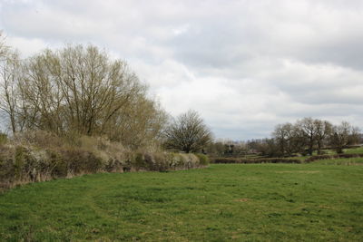 Trees on field against sky