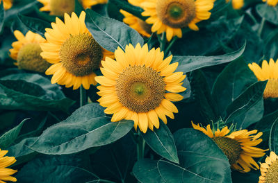 Close-up of sunflowers blooming outdoors