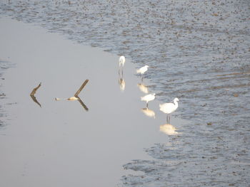 High angle view of swans swimming in lake