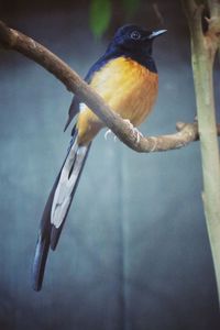 Close-up of bird perching on twig