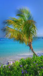 Palm tree by sea against clear blue sky