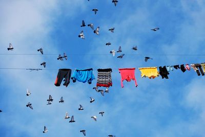 Low angle view of clothes and birds against sky