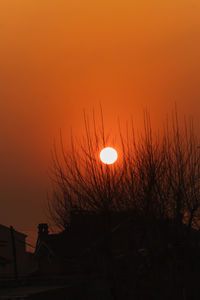 Silhouette plants against orange sky during sunset