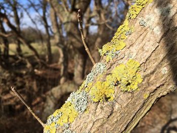 Close-up of lichen on tree trunk