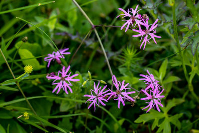 Macrophoto of flower