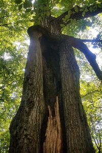 Low angle view of tree trunk in forest