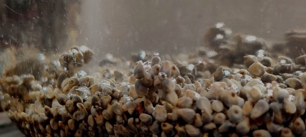 Close-up of sheep in the sea