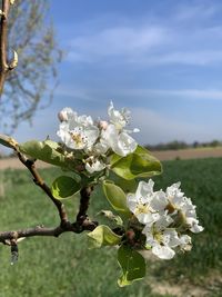 Close-up of white cherry blossoms against sky