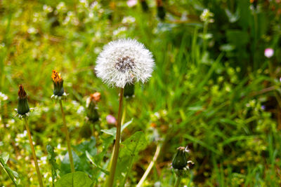 Close-up of honey bee on grass