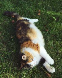 Cat lying on grassy field