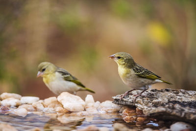 Close-up of birds perching on a water