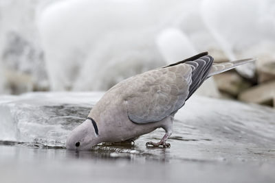 Close-up of bird in lake