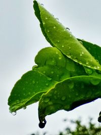 Close-up of wet plant leaves