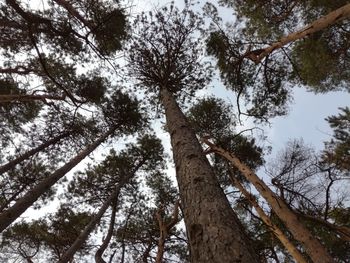 Low angle view of trees against sky