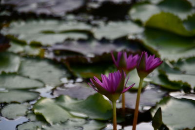 Close-up of water lily in lake